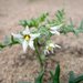 Solanum triflorum - Photo (c) Bas Kers (NL), algunos derechos reservados (CC BY-NC-SA)