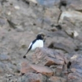 Oenanthe albonigra