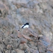 Oenanthe albonigra