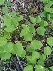 Betula lanata