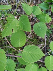 Betula lanata