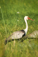 Bugeranus carunculatus