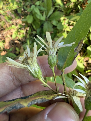 Eurybia furcata, photograph 2