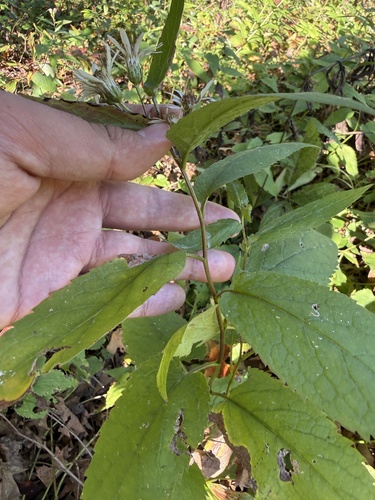 Eurybia furcata, photograph 3