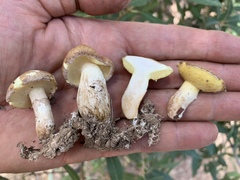 Suillus occidentalis