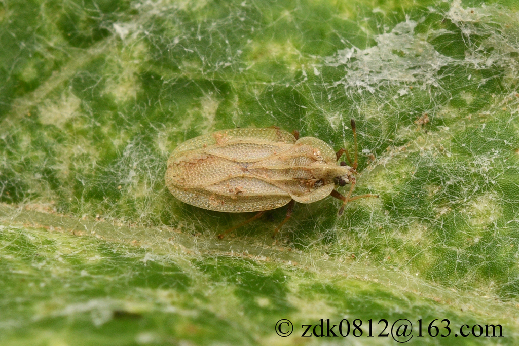 Elasmotropis distans