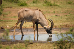 Hippotragus equinus equinus