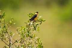 Vidua regia