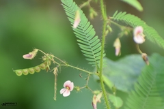 Aeschynomene americana