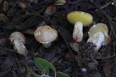 Suillus occidentalis