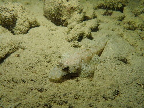 Thysanophrys chiltonae observed 2025-09-26