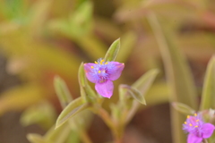 Cyanotis fasciculata