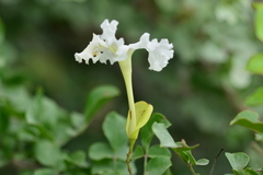 Dolichandrone falcata