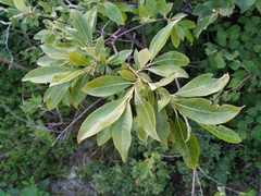 Salix divaricata