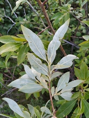 Salix divaricata