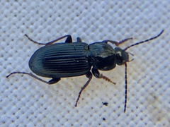 Pterostichus vernalis