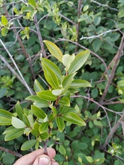 Salix divaricata