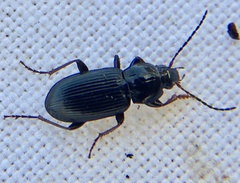 Pterostichus vernalis