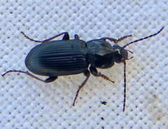 Pterostichus vernalis