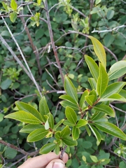 Salix divaricata