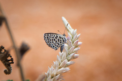 Tarucus sybaris linearis