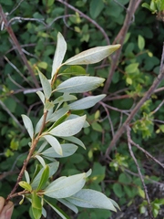 Salix divaricata