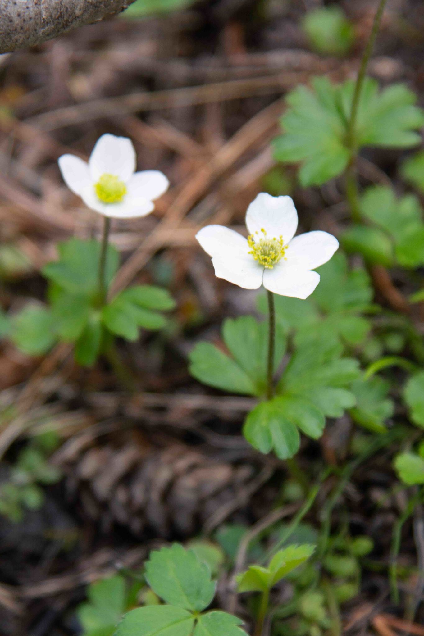 Small-flower Anemone (Anemone parviflora) · iNaturalist