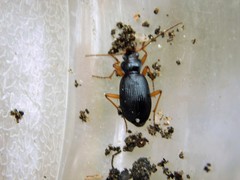 Nebria eschscholtzii
