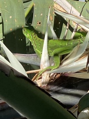 Strelitzia nicolai