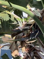 Strelitzia nicolai