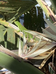 Strelitzia nicolai