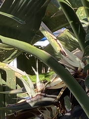 Strelitzia nicolai