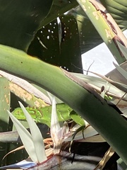 Strelitzia nicolai