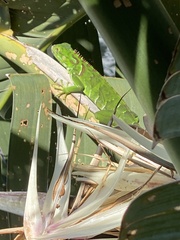 Strelitzia nicolai