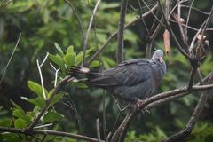 Columba trocaz