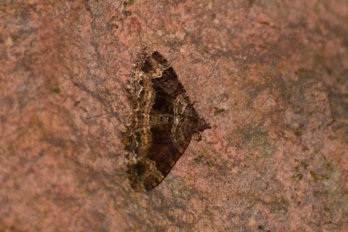 Xanthorhoe rupicola