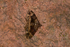 Xanthorhoe rupicola