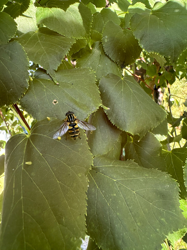 Unknown species found near Bloomington, MN, US