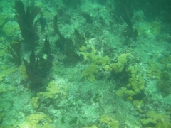 Palythoa caribaeorum