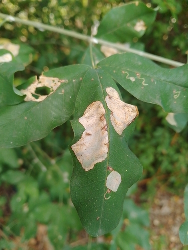 Laburnum Leaf Miner