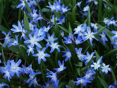 Scilla luciliae