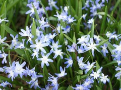 Scilla luciliae