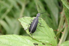 Epicauta cinerea-group