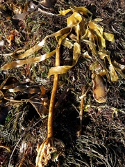 Lessoniaceae