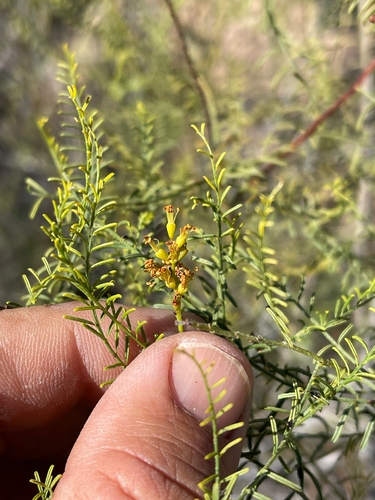 Parryella filifolia, photograph 6