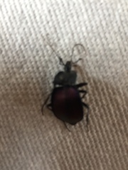 Scaphinotus elevatus