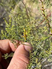 author not stated, no rights reserved Parryella filifolia, photograph author not stated, no rights reserved