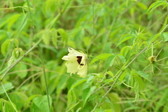 Hibiscus caesius