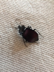 Scaphinotus elevatus