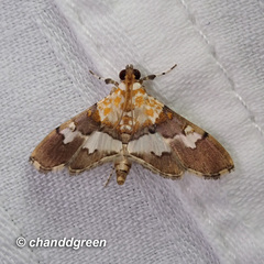 Aetholix flavibasalis